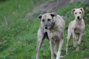 Una famiglia marchigiana su due ospita in casa almeno un animale da compagnia