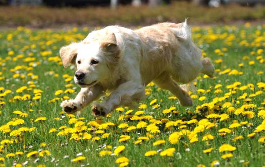 Golden-Retriever Emma runs across a blooming dandelion field in Stadtallendorf