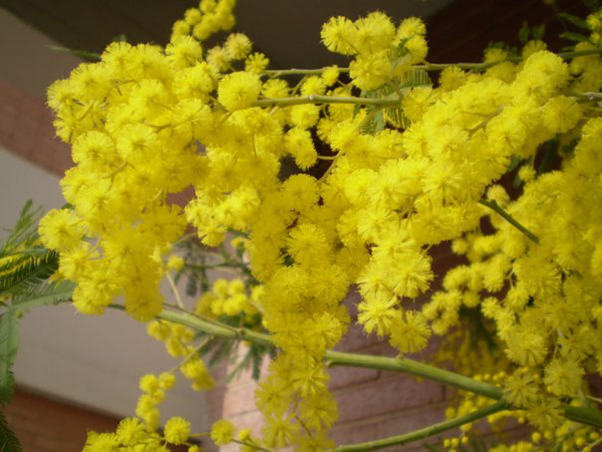 mimosa mimose