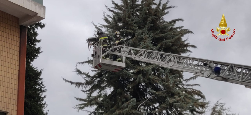 TOLENTINO recupero tavolo su un albero2022-02-07 (2)