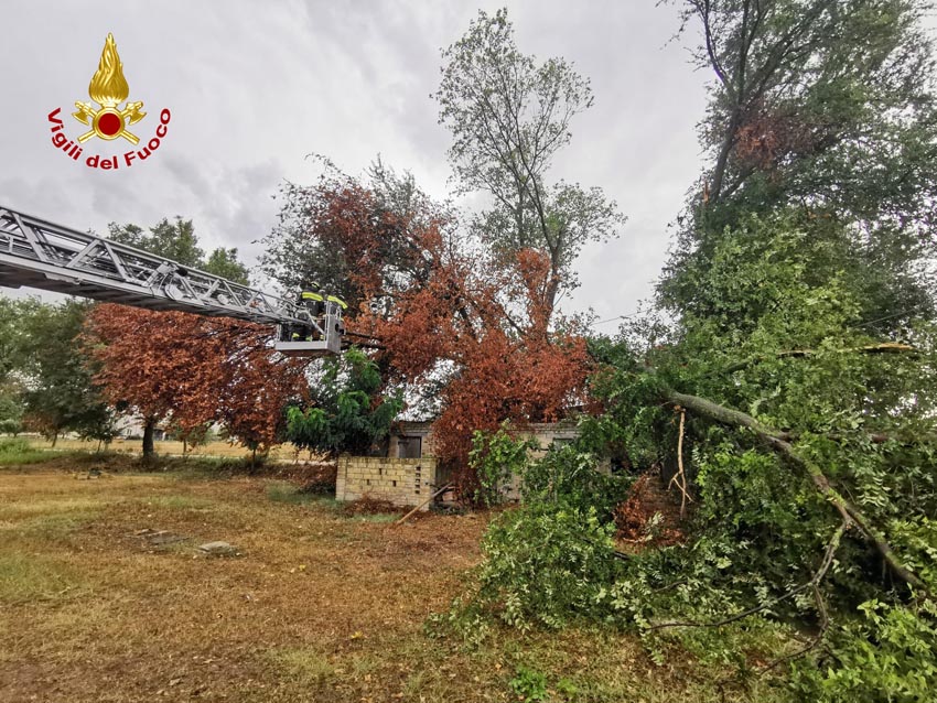 SANT’ELPDIIO A MARE albero su cavo elettrico2022-08-19