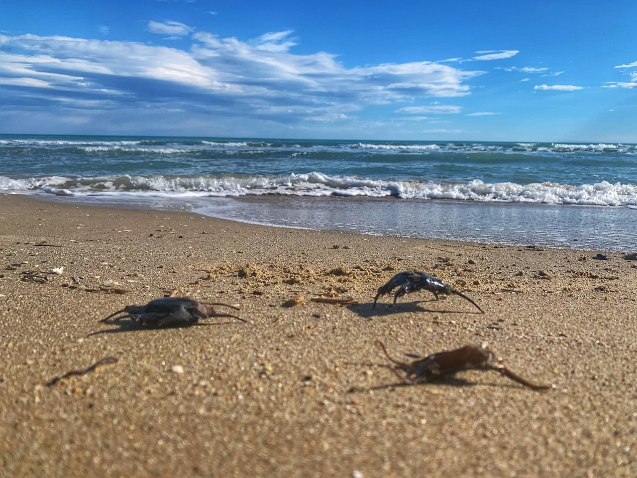 PESARO spiaggia borsellini