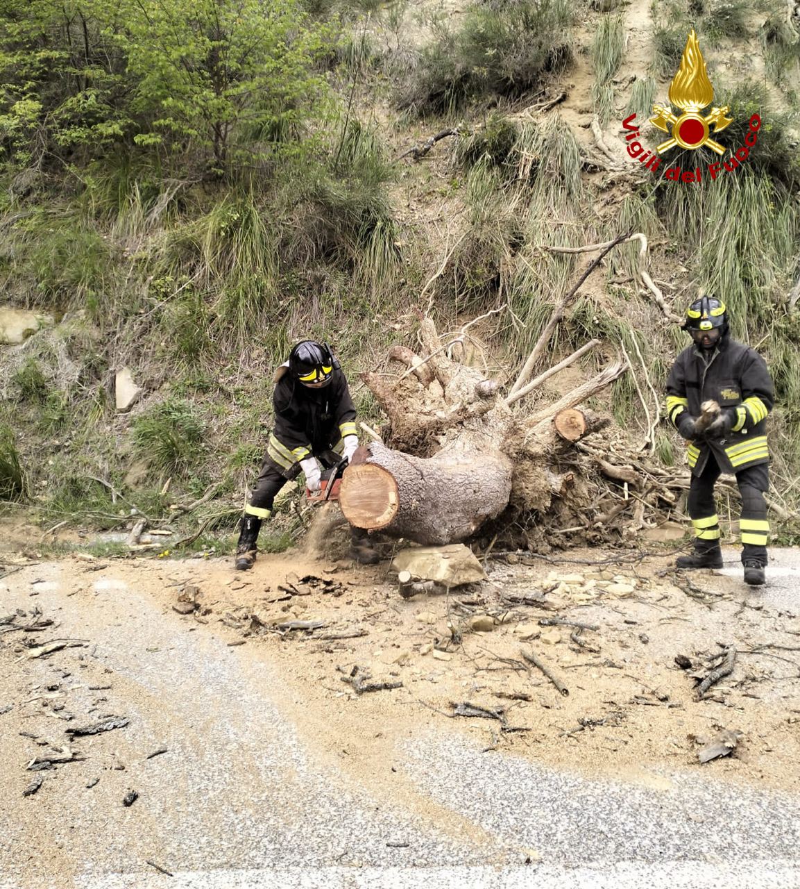 VENAROTTA rimosso albero pericolante2023-04-30