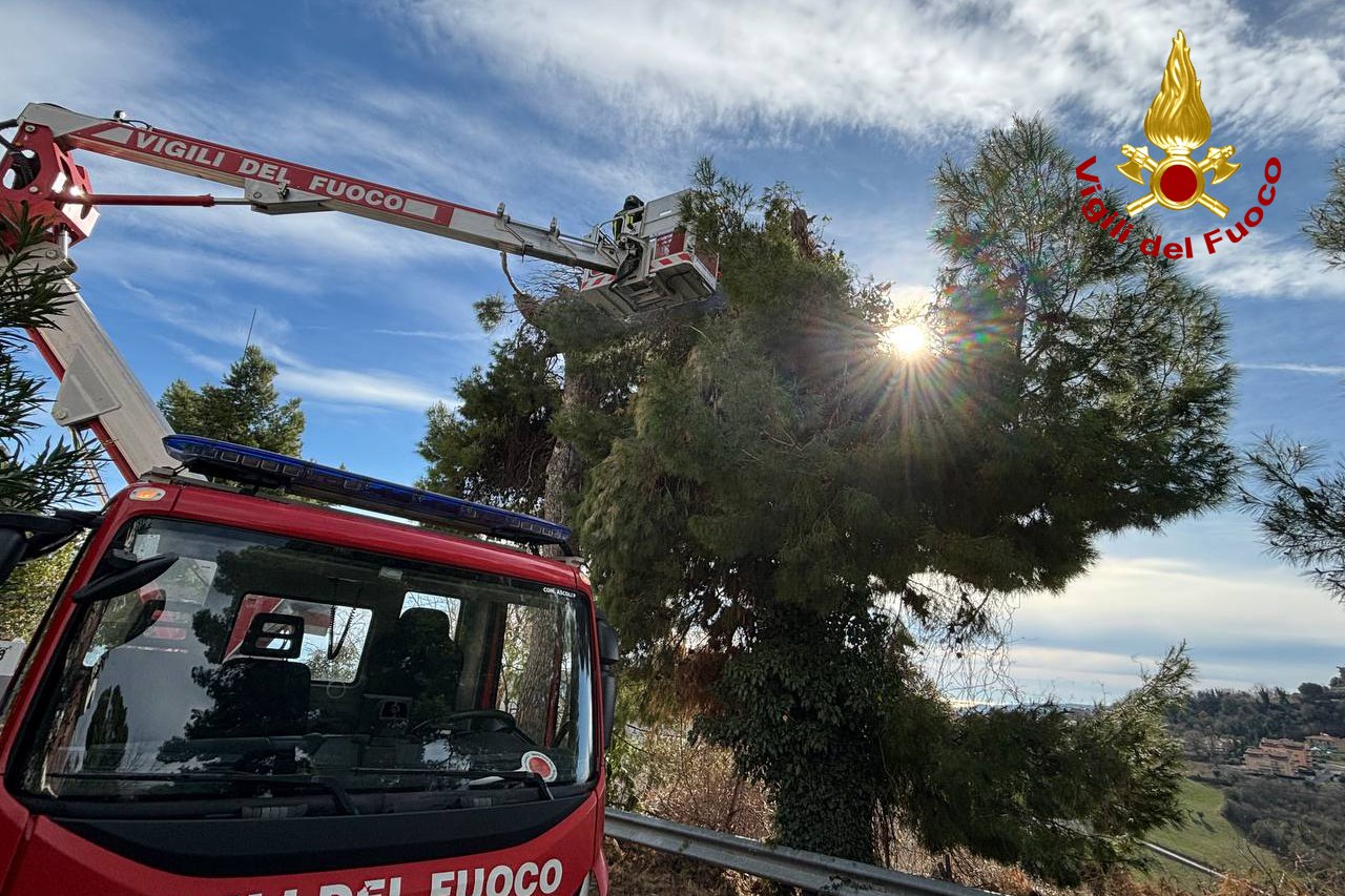 ACQUAVIVA PICENA alberi pericolanti2024-02-22 (2)